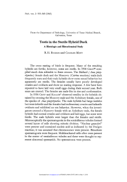 Testis in the Sterile Hybrid Duck