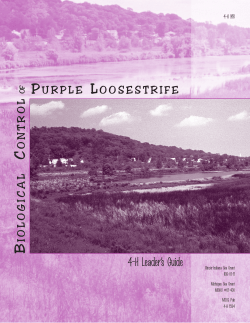 Biological Control of Purple Loosestrife, 4-H