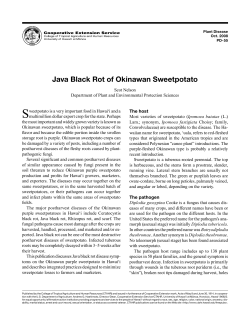 Java Black Rot of Okinawan Sweetpotato