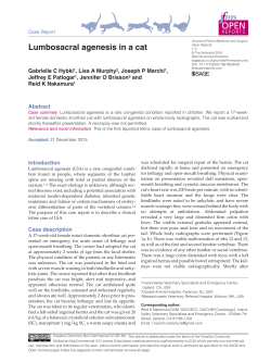Lumbosacral agenesis in a cat