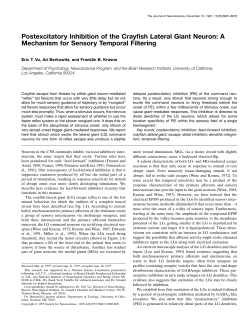 Postexcitatory Inhibition of the Crayfish Lateral Giant Neuron: A