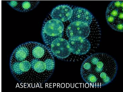 asexual reproduction!!!