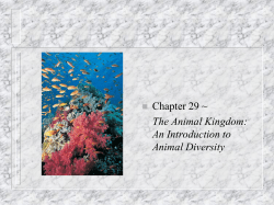 Animal Diversity, Chapter 29