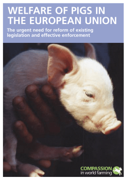 Welfare of pigs in the European Union