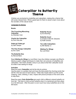 Caterpillar to Butterfly Theme