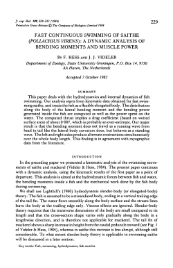 fast continuous swimming of saithe (pollachius virens): a dynamic