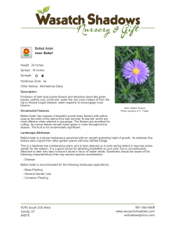 Ballad Aster - Wasatch Shadows