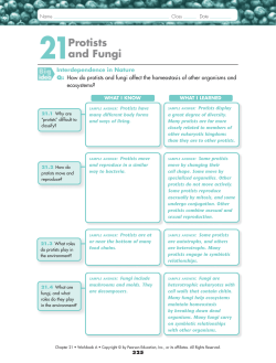 Protists and Fungi