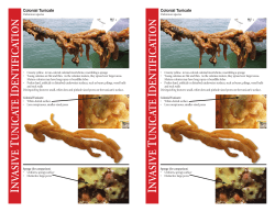 Invasive Tunicate Identification Card
