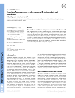 How Saccharomyces cerevisiae copes with toxic metals and