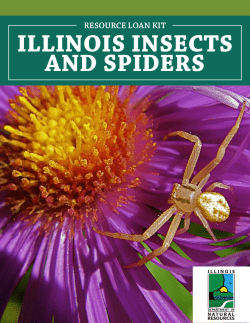 ILLINOIS INSECTS AND SPIDERS