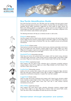 Sea_Turtles_files/ws turtle ident
