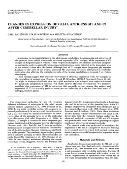 CHANGES IN EXPRESSION OF GLIAL ANTIGENS Ml AND Cl