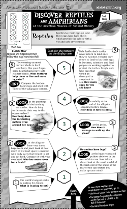 Discover Reptiles and Amphibians at the American Museum of