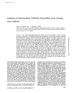Isolation of Intermediate Filament Assemblies from Human Hair