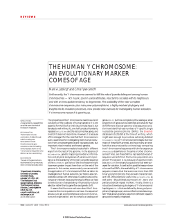 the human y chromosome: an evolutionary