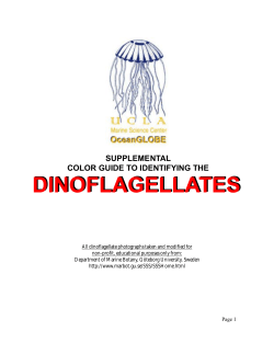 dinoflagellates