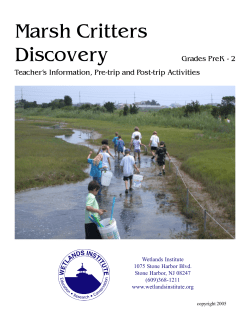 Marsh Critters Discovery