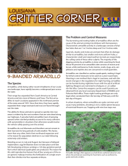 9-BANDED ARMADILLO