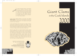 Giant clams in the Cook Islands