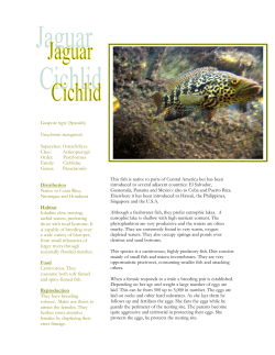 Jaguar Cichlid (Parachromis managuensis)