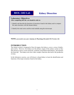 Kidney Dissection BIOL 2402 Lab