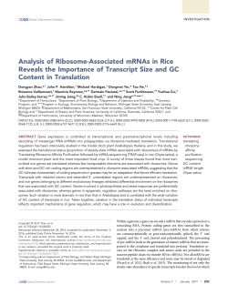 Analysis of Ribosome-Associated mRNAs in Rice Reveals the