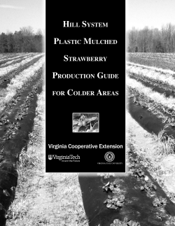 Hill System Plastic Mulched Strawberry