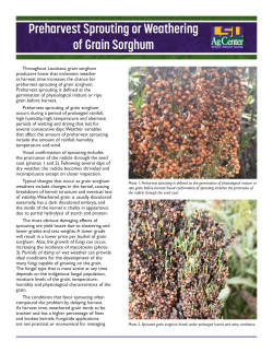 Preharvest Sprouting or Weathering of Grain Sorghum