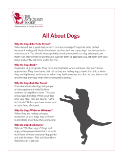 All About Dogs - Anti