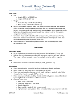 Domestic Sheep (Cotswold) - The Maryland Zoo in Baltimore