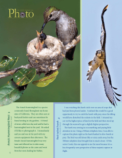 R ed-tailed hawk A nna`s Hummingbird Nest
