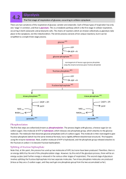 a2-4-2-glycolysis