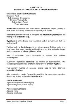 Nawal Shrestha/Rosebud School Page 1 CHAPTER 19