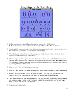 Karyotype with Photoshop