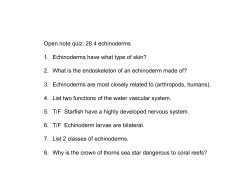 2. What is the endoskeleton of an echinoderm made