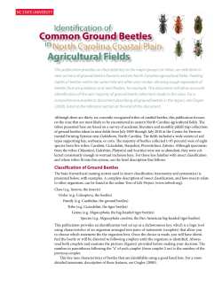 Common Ground Beetles Agricultural Fields