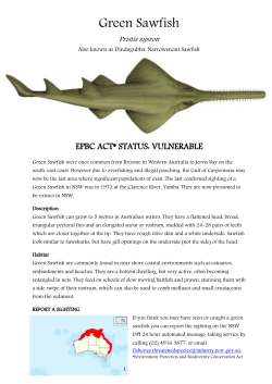 Green Sawfish