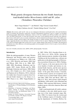 Weak genetic divergence between the two South American toad