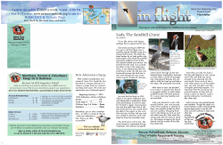 Lady, The Sandhill Crane