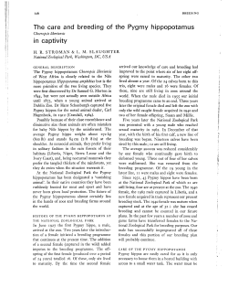 The care and breeding of the Pygmy hippopotamus in captivity