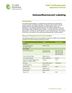 Immunofluorescent Labeling of iCell Cardiomyocytes
