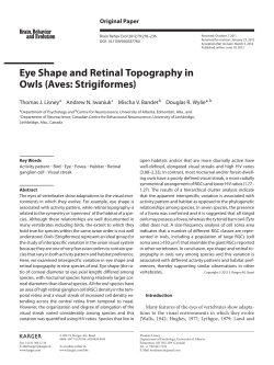 Eye Shape and Retinal Topography in Owls