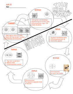 NAME :KEY NAME :KEY Block : INTERPHASE INTERPHASE