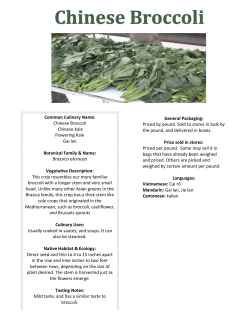 Common Culinary Name: Chinese Broccoli Chinese Kale Flowering