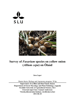 Survey of Fusarium species on yellow onion (Allium cepa) on