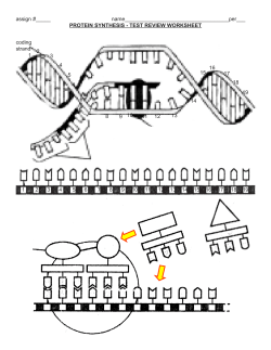 protein synth test rev worksheet 2011.pmd
