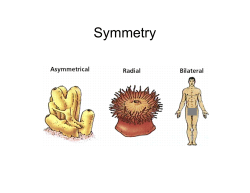 Animal phyla pictures