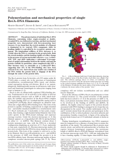Polymerization and mechanical properties of single RecA&ndash;DNA