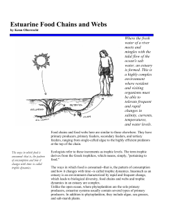Estuarine Food Chains and Webs